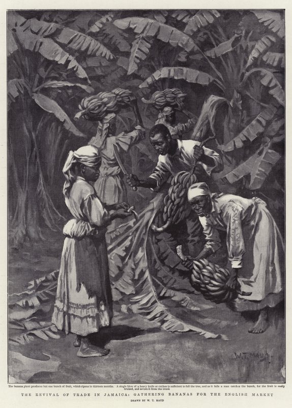 A kereskedelem újjáéledése Jamaicában, banángyűjtés az angol piac számára alkotó: William T. Maud
