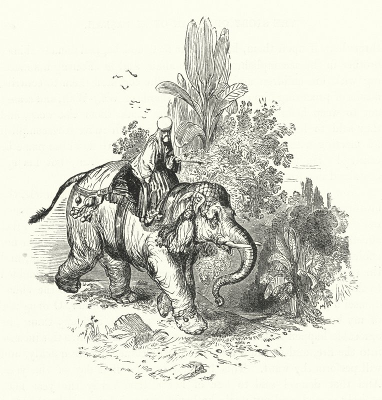 "Abd-El-Kuddoos az elefánton (metszet) alkotó: William (after) Harvey