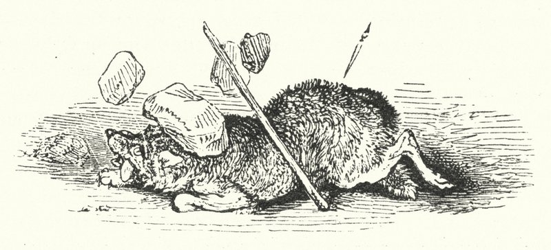 A farkas halála (metszet) alkotó: William (after) Harvey