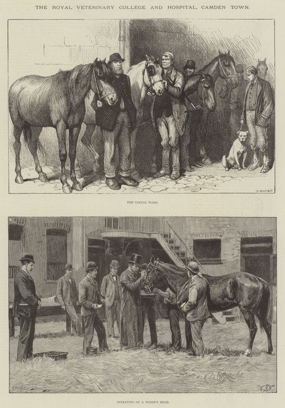 Királyi Állatorvosi Főiskola és Kórház, Camden Town alkotó: William Barnes Wollen