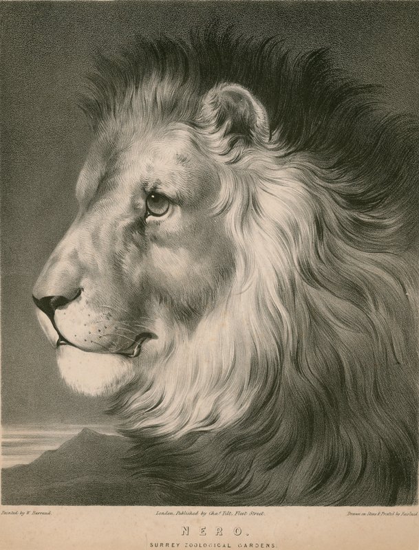 Nero, az oroszlán, Surrey Zoological Gardens, London alkotó: William Barraud