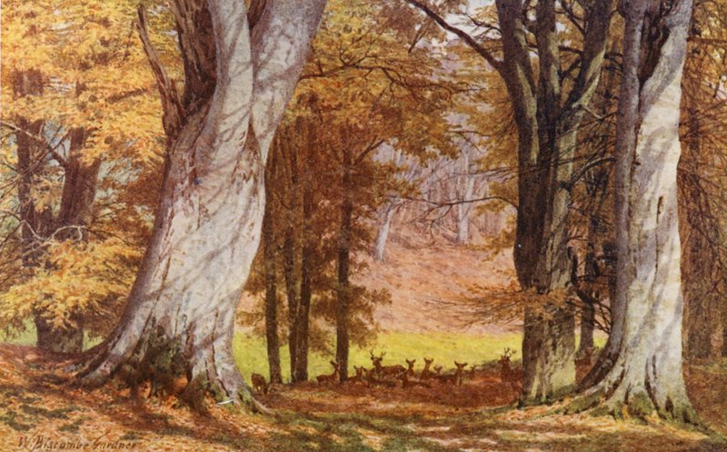 The Wilberforce Oak, Holwood Park, Keston (színes lithó) alkotó: William Biscombe Gardner