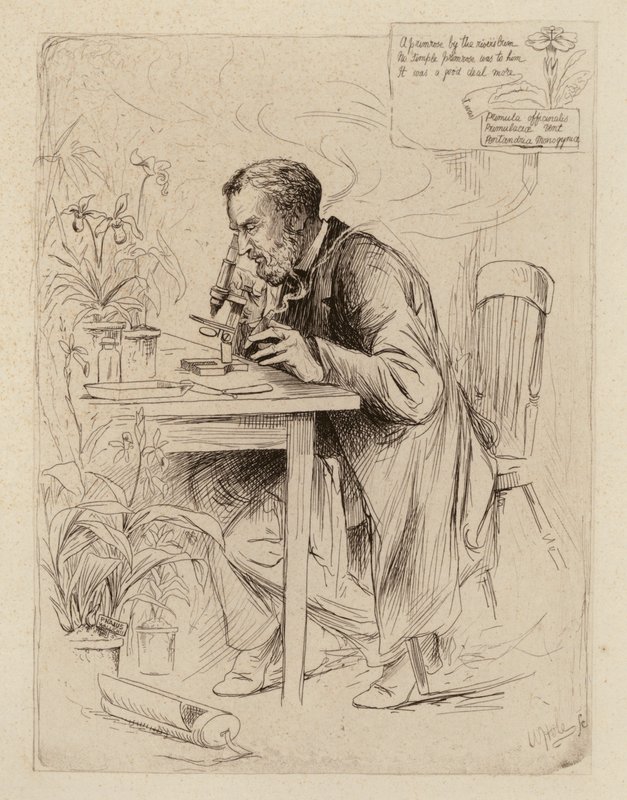 Alexander Dickson, a botanika professzora (metszet) alkotó: William Brassey (after) Hole