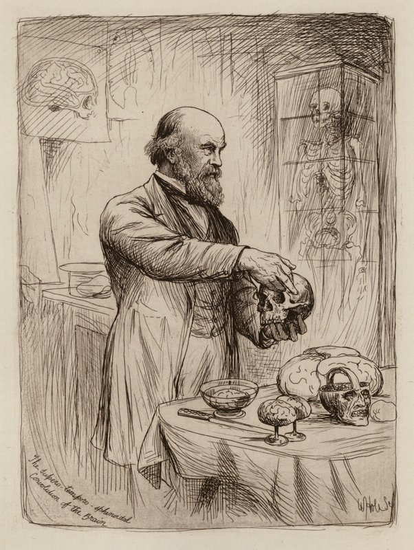 William Turner, az anatómia professzora (metszet) alkotó: William Brassey (after) Hole