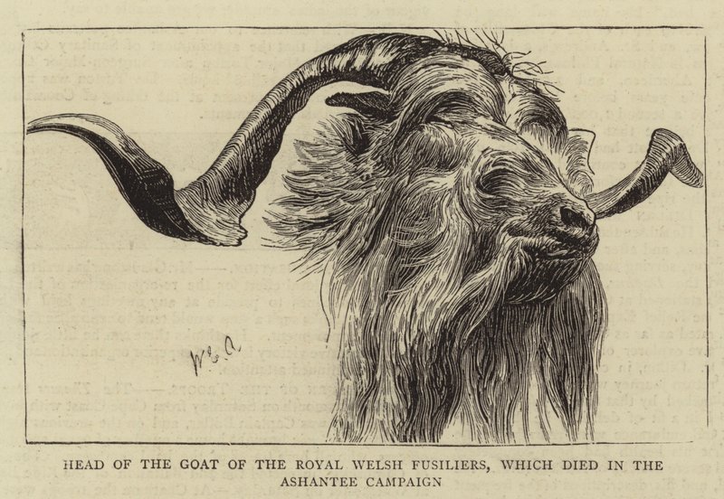 A Royal Welsh Fusiliers kecskéjének vezetője, aki az Ashantee hadjáratban halt meg alkotó: William Edward Atkins
