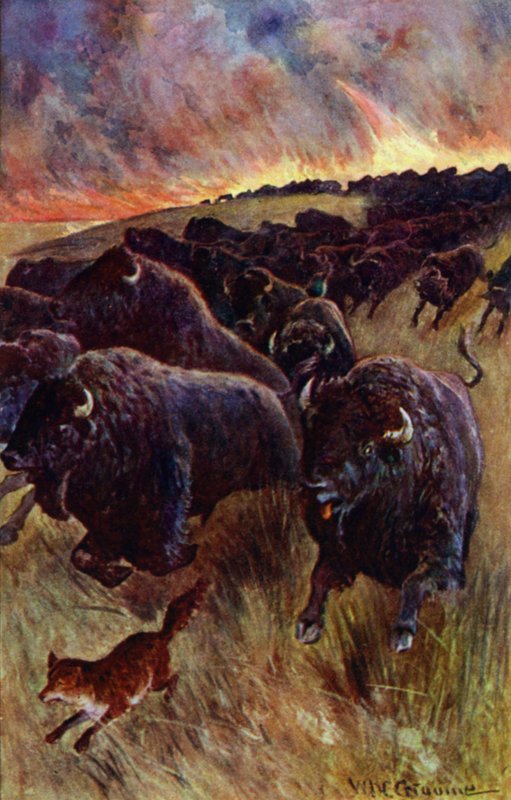 "Megláttam egy bivalycsordát, amely a lángok elől rohanva menekül" (színes litó) alkotó: William Henry Charles Groome