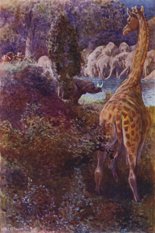 Illusztráció a Gorilla Hunters-hez, R M Ballantyne (színes litó) alkotó: William Henry Charles Groome