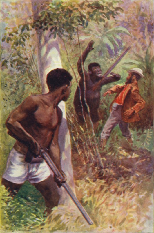 Illusztráció a Gorilla Hunters-hez, R M Ballantyne (színes litó) alkotó: William Henry Charles Groome