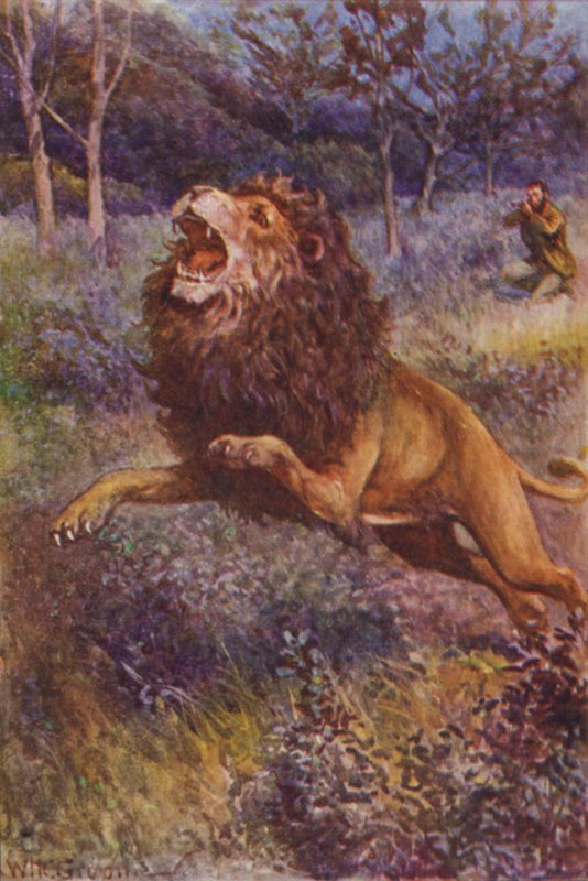Illusztráció a Gorilla Hunters-hez, R M Ballantyne (színes litó) alkotó: William Henry Charles Groome