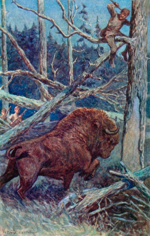 A bölény a földet mancsolta dühében alkotó: William Henry Charles Groome