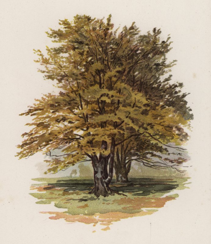 Fák: Bükk (színes litó) alkotó: William Henry James (after) Boot