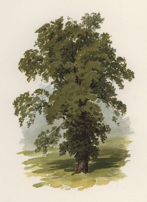 Fák: Elm (színes litográfia) alkotó: William Henry James (after) Boot