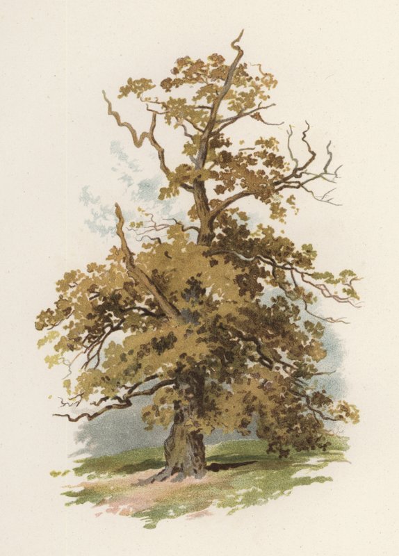 Fák: Tölgy (színes litho) alkotó: William Henry James (after) Boot