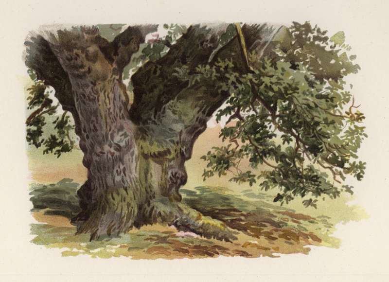 Fák: Tölgy (színes litho) alkotó: William Henry James (after) Boot