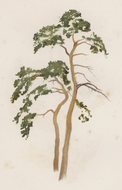 Fák: Erdei fenyő (színes litho) alkotó: William Henry James (after) Boot