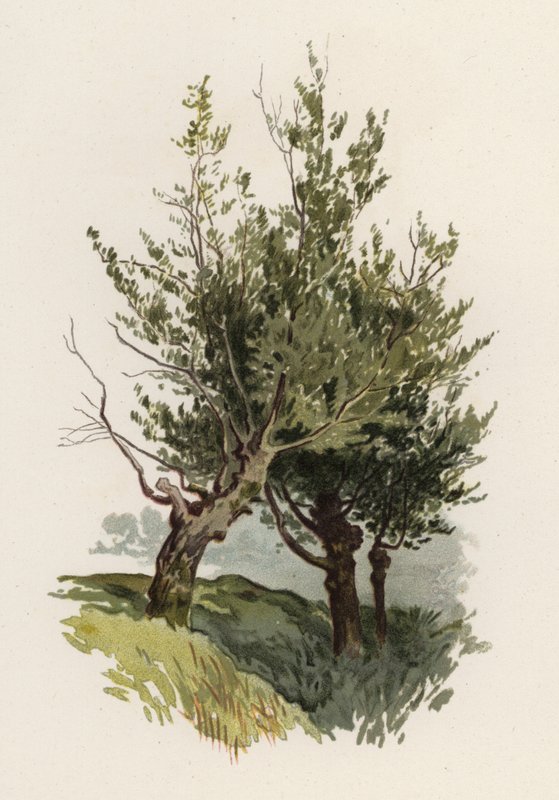 Fák: Fűzfa (színes litó) alkotó: William Henry James (after) Boot