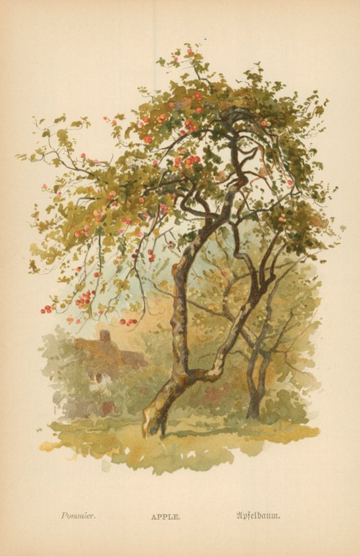 alma alkotó: William Henry James Boot