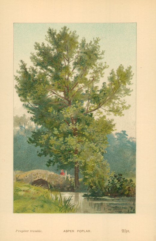 Nyárfa nyárfa alkotó: William Henry James Boot
