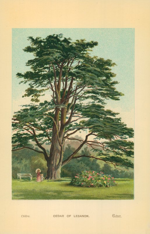 Libanoni cédrus alkotó: William Henry James Boot