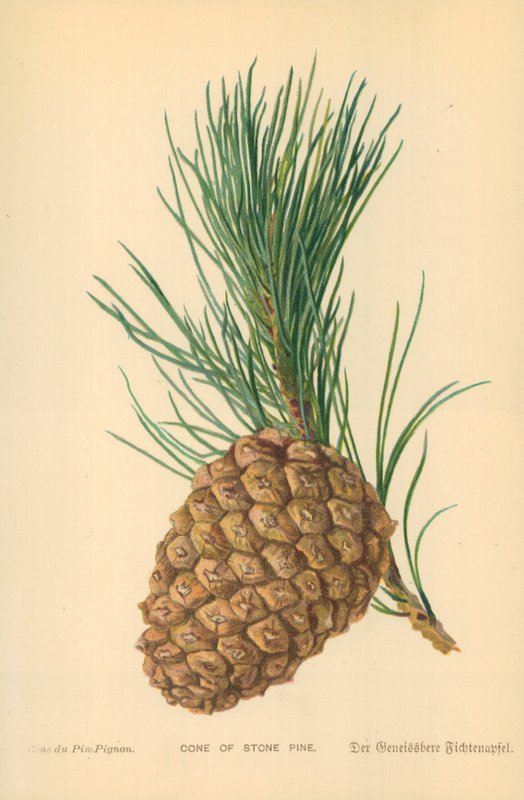 Kőfenyő kúpja alkotó: William Henry James Boot