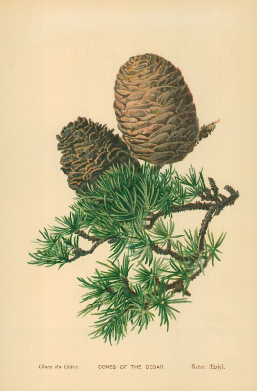 A cédrus kúpjai alkotó: William Henry James Boot