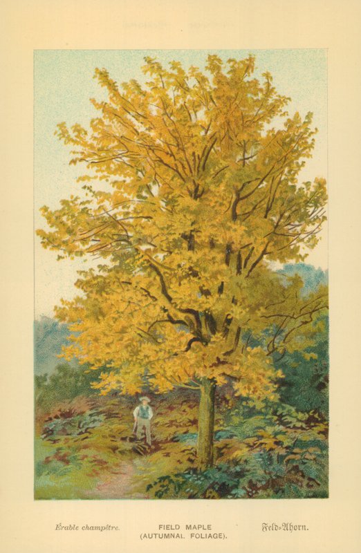 Mezei juhar (őszi lombozat) alkotó: William Henry James Boot