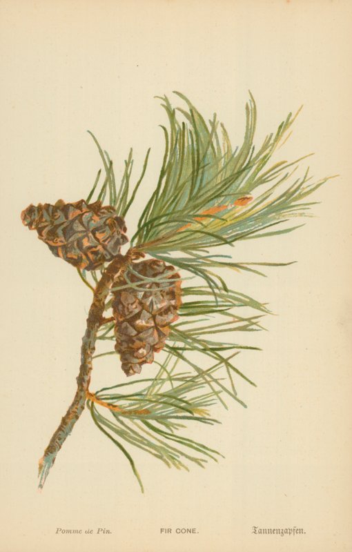 Fenyő kúp alkotó: William Henry James Boot
