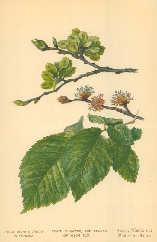 A Wych Elm gyümölcsei, virágai és levelei alkotó: William Henry James Boot