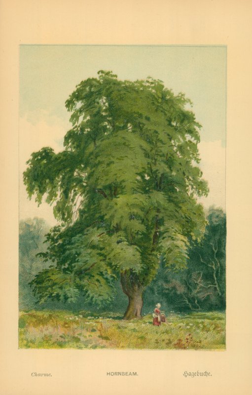 Hornbeam alkotó: William Henry James Boot