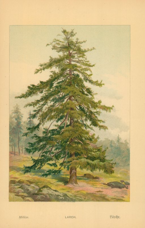 Vörösfenyő alkotó: William Henry James Boot