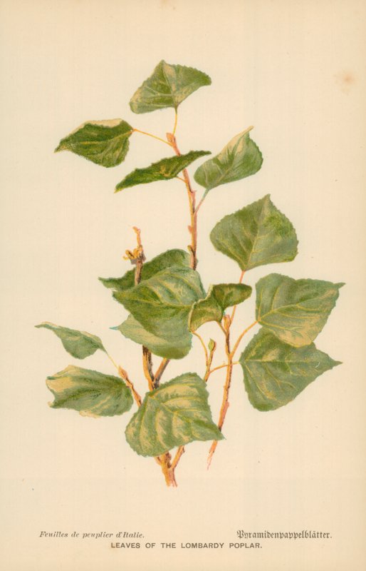Lombardia nyárfa levelei alkotó: William Henry James Boot