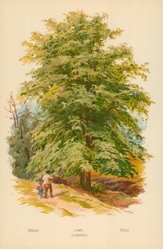 Mész. (Hársfa) alkotó: William Henry James Boot