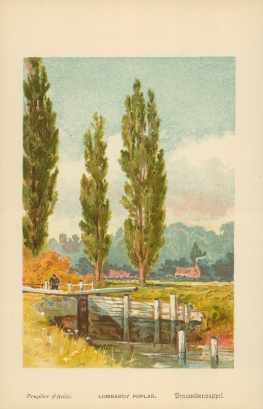 Jegenyenyárfa alkotó: William Henry James Boot
