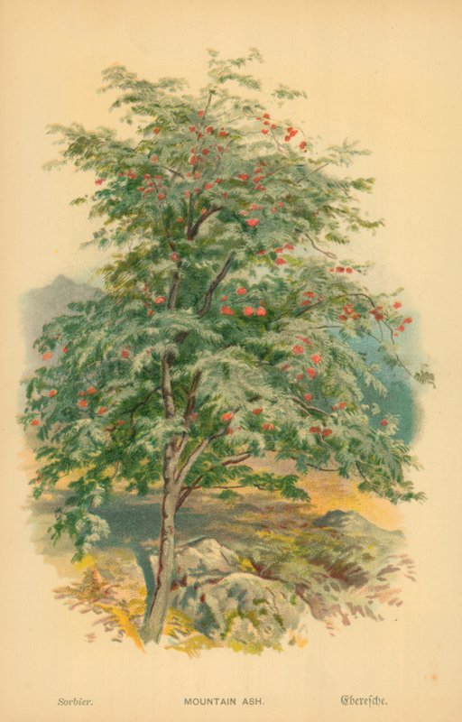 Mountain Ash alkotó: William Henry James Boot