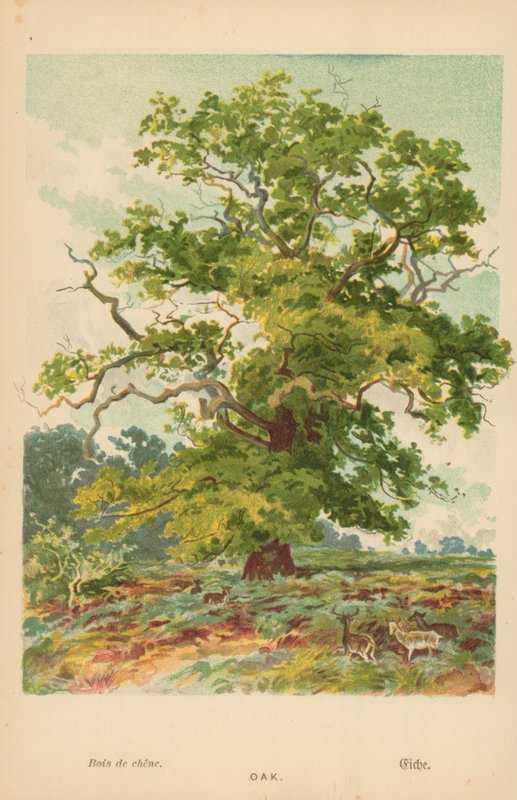 Tölgy alkotó: William Henry James Boot