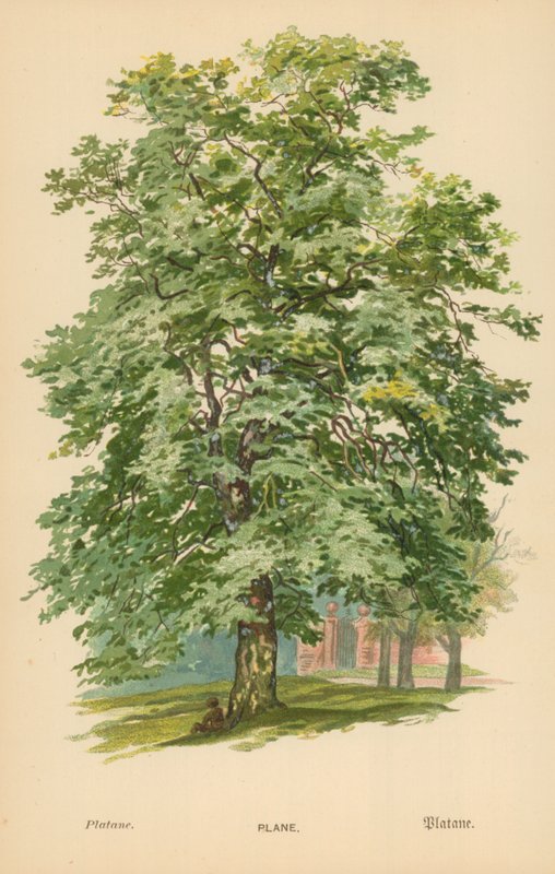 Repülőgép alkotó: William Henry James Boot