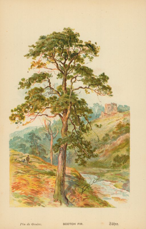 Scotch Fir alkotó: William Henry James Boot