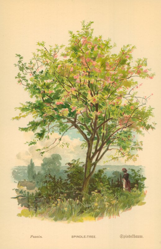 Orsó-fa alkotó: William Henry James Boot
