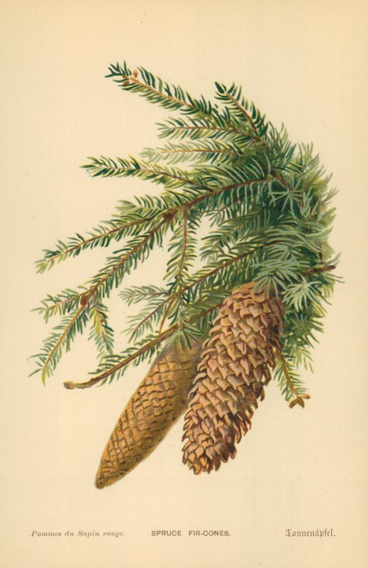 Lucfenyőtobozok alkotó: William Henry James Boot