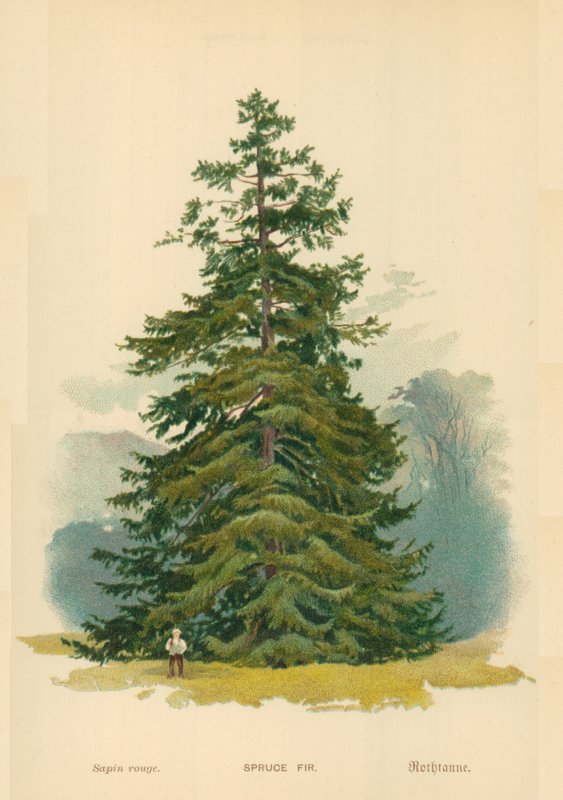 Lucfenyő alkotó: William Henry James Boot