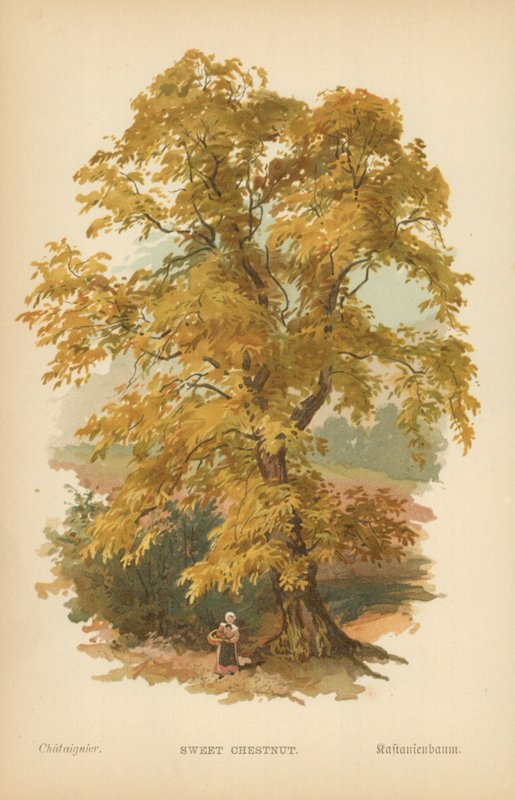Édes gesztenye alkotó: William Henry James Boot