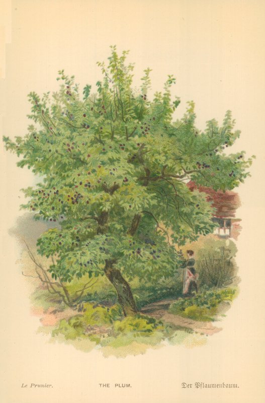 A Szilva alkotó: William Henry James Boot
