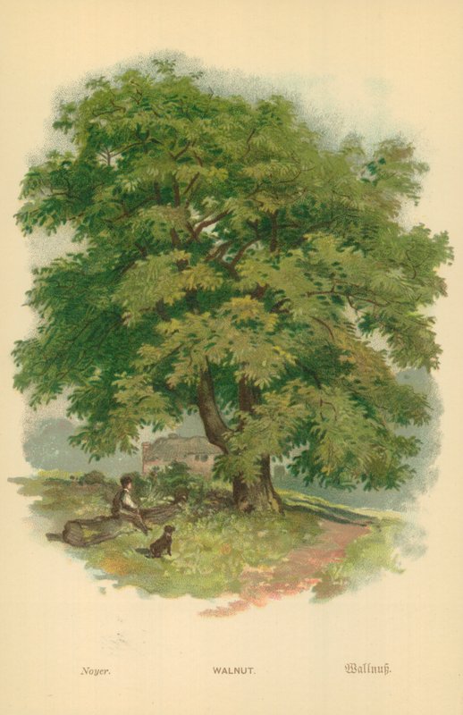 Dió alkotó: William Henry James Boot
