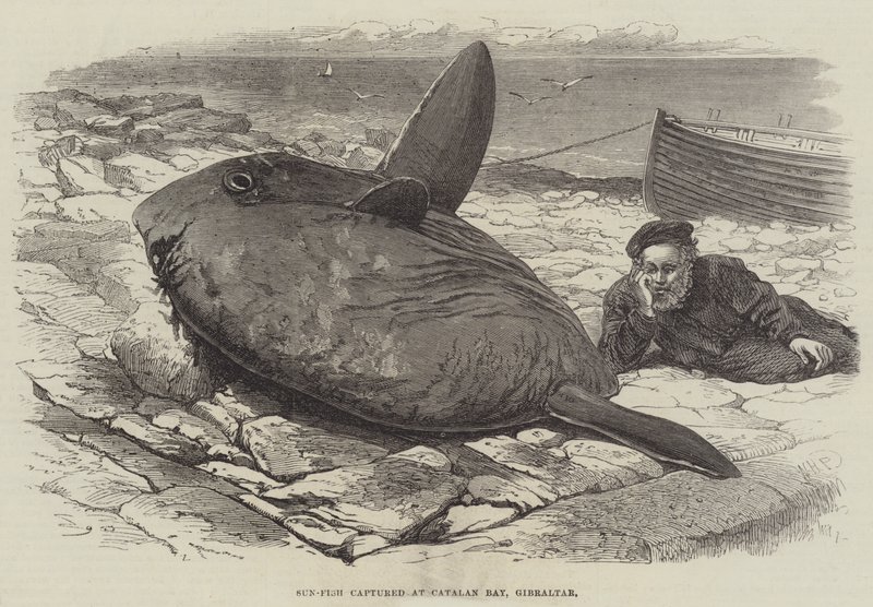 Naphalat fogtak a Katalán-öbölben, Gibraltárban alkotó: William Henry Pike