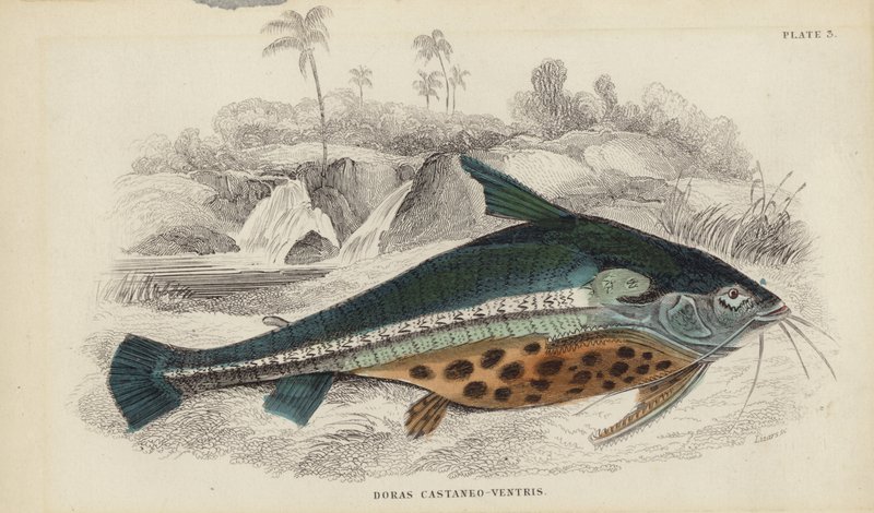 Doras Castaneo-Ventris alkotó: William Home Lizars