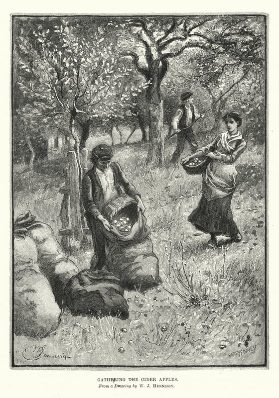 Az almabor almák összegyűjtése (litográfia) alkotó: William John Hennessy