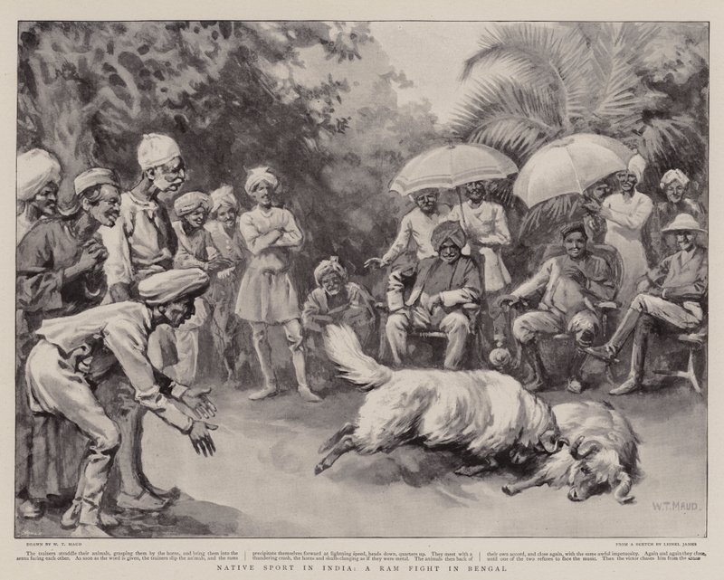 Natív sport Indiában, kosharc Bengáliában alkotó: William T. Maud
