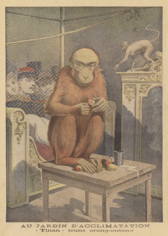 Tinan, egy fiatal orangután a Jardin dAcclimatation kiállításon alkotó: after Henri Meyer