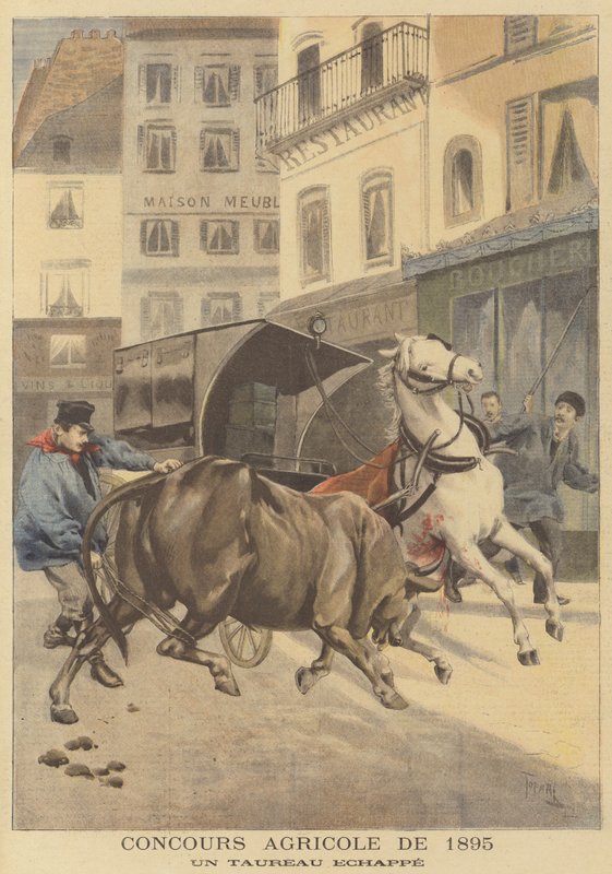 1895-ös mezőgazdasági bemutató. Egy szökött bika alkotó: after Oswaldo Tofani