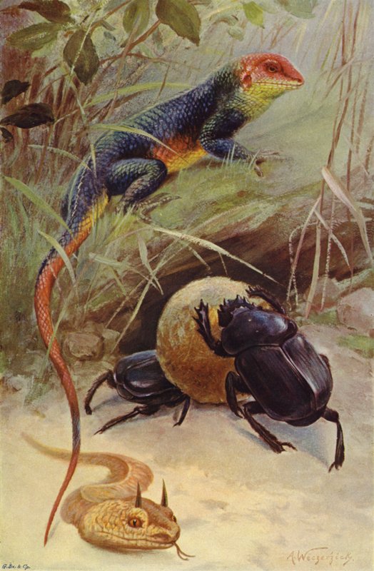 Agama, szarvas vipera és szent bogár alkotó: after Wilhelm Kuhnert
